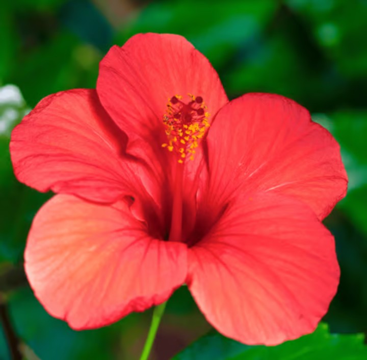 Double Extracted Hibiscus