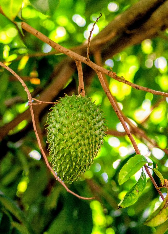 Soursop Tincture Double Extracted + Lemongrass