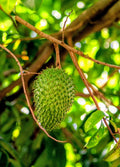 Soursop Tincture Double Extracted + Lemongrass