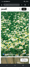 Chamomile,Raw Honey,& Vanilla Tincture Power XL
