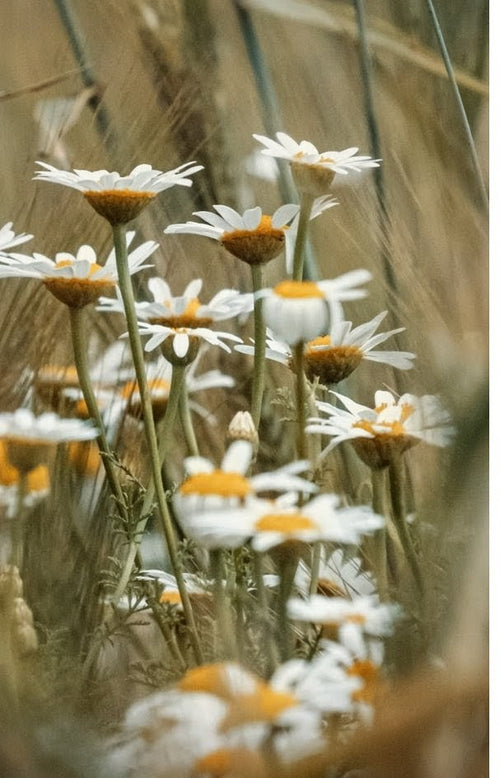 Chamomile,Raw Honey,& Vanilla Tincture Power XL