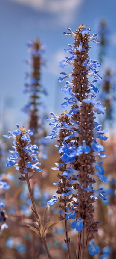 Hyssop Tincture
