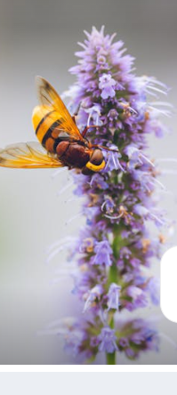 Hyssop Tincture