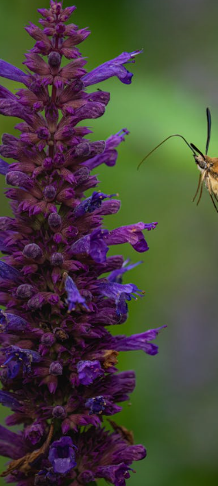 Hyssop Tincture