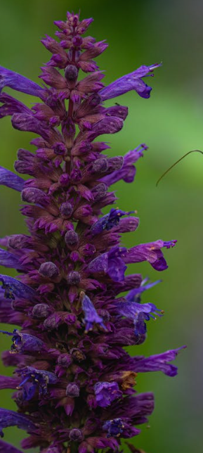 Hyssop Tincture