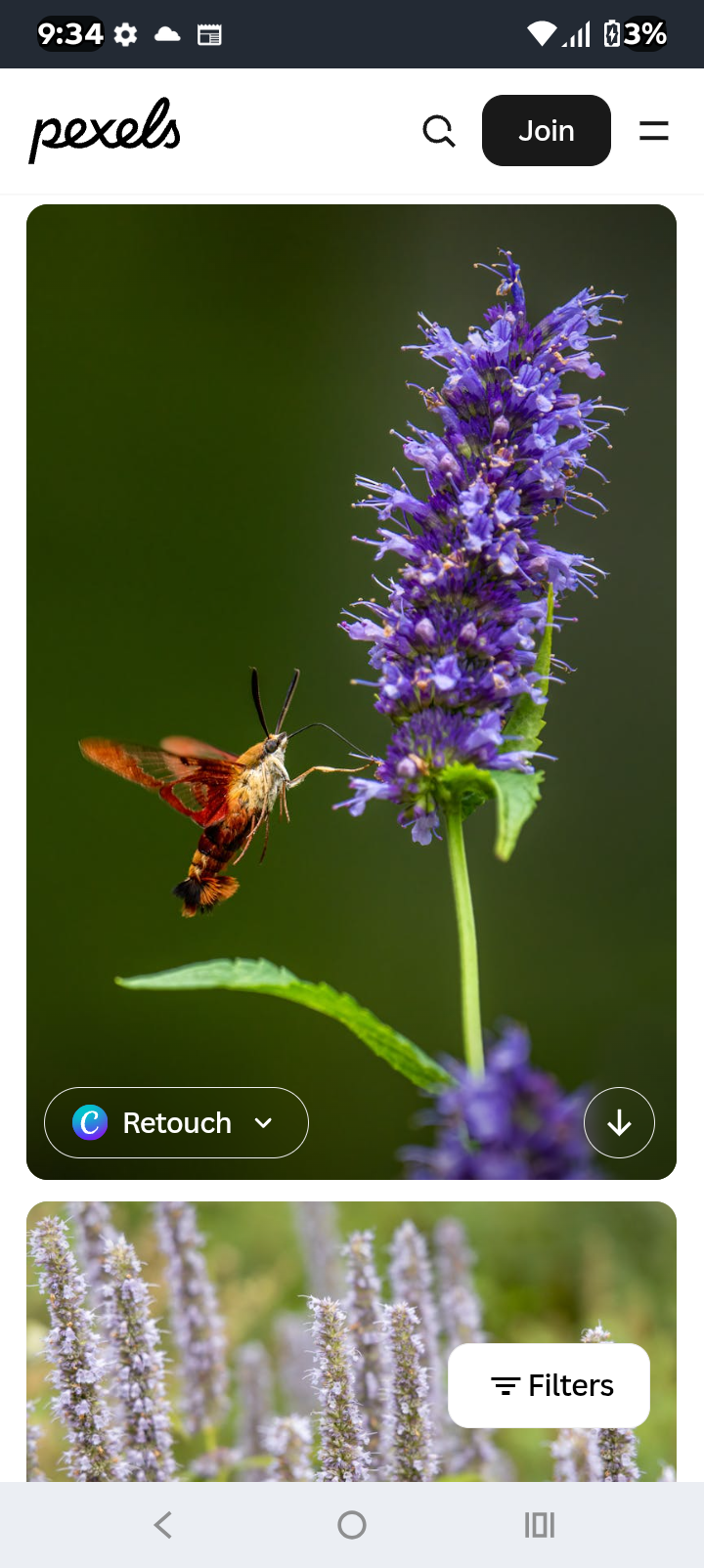 Hyssop Tincture