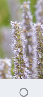 Hyssop Tincture